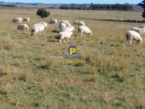 70 Hectáreas En Lavalleja