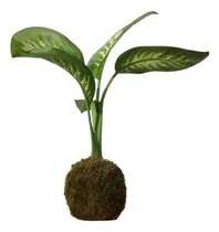 Comprar Kokedamas Decoración De Interiores - Plantas Para Interior