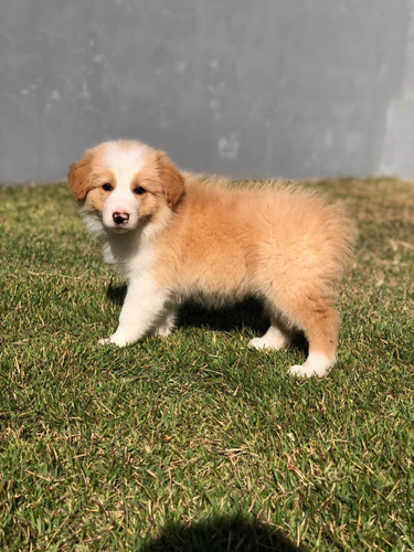 Filhotes De Border Collie Com Pedigree Cbkc Azul