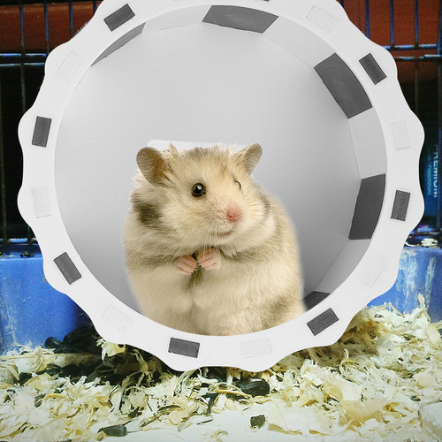 . For Guinea Pig Hamster Running Wheel Chew