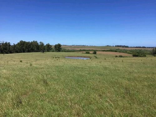 Venta De Campo En Pan De Azúcar, 36 Ha Con Vista A Las Sierras De Las Animas, Costa Al Arroyo El Renegado, 3 Tajamares.