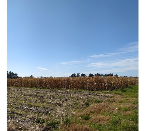 Vendo Excelente Campo Agrícola Con Tajamares Para Riego Y 2 Pozos Para Riego De 40.000 L/h Riego Instalado En Todo El Campo