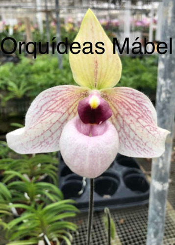 Imagen 9 de 10 de Orquídeas Paphiopedilums O Zapatitos