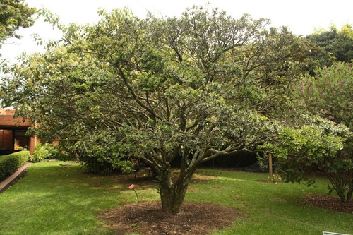 Arrayan Arbol De La Libertad Rápido Crecimiento 