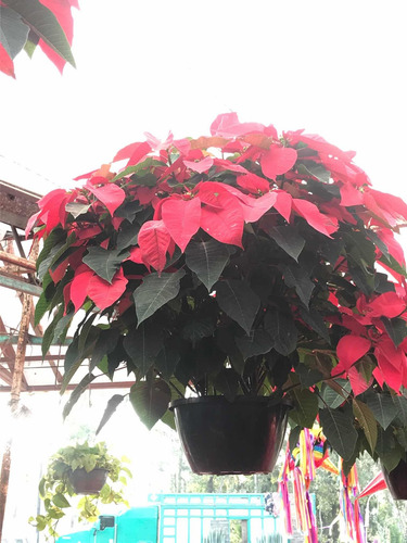 Imagen 7 de 7 de Flor De Noche Buena