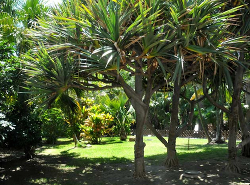 Palma Tornillo ( Pandanus Amaryllifolius ) Más Semillas 