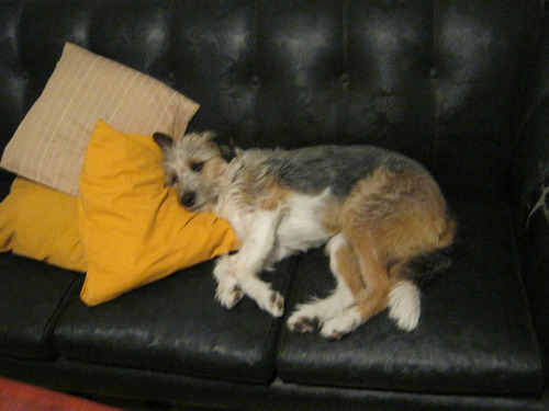 Imagen 5 de 10 de *la Aldea Guarderia Y Pensionado Canino*