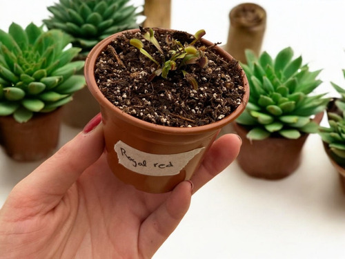 Kit Royal Red, Leucophylla, Lusitánica, Emarginata, Vigorous