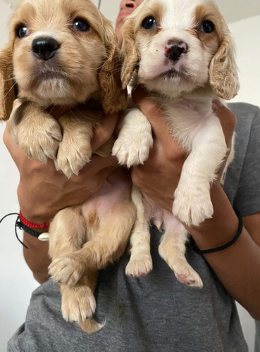  Cocker Spaniel Cachorritos