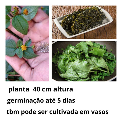 Sementes Jambu Para 100 Un Tacaca Bebidas Restaurantes Caldo
