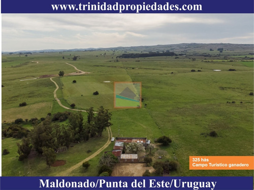 Imagen 14 de 14 de 325 Hás Campo Ganadero Criador