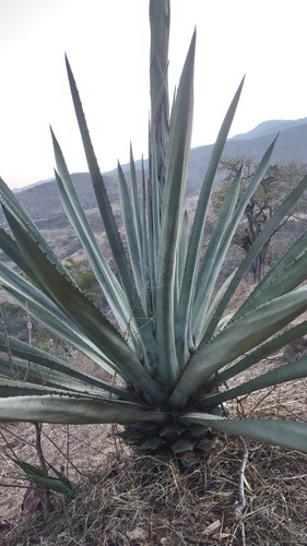 Semilla De Agave Espadin ( Hagustifolia Haw) 1kg.