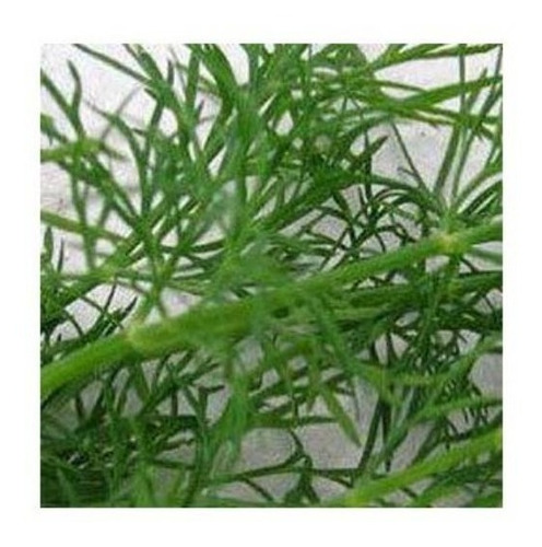 Semillas Agroecologicas De Eneldo Indio - 100% Naturales