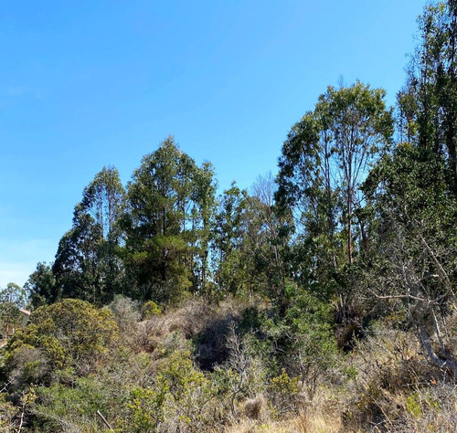 Imagen 3 de 6 de Exclusivo Sector De Algarrobo