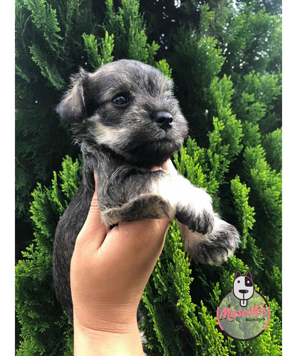 Imagen 4 de 5 de Espectaculares Cachorros Schnauwzer Mini Mascotas Rionegro
