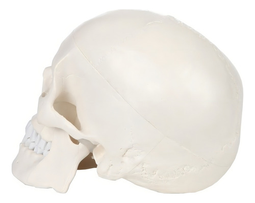 Yi Modelo De Calavera 1:1 Cabeza Cráneo Humano Anatomía