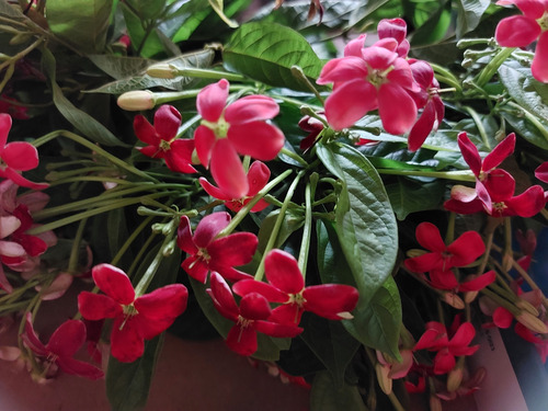 Semillas 10 Quisqualis Indica Piscuala Flores Todo El Año