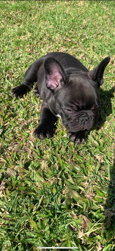 Imagen 1 de 5 de Venta De Cachorros Se Entrega Con Papeles Y Vacunados