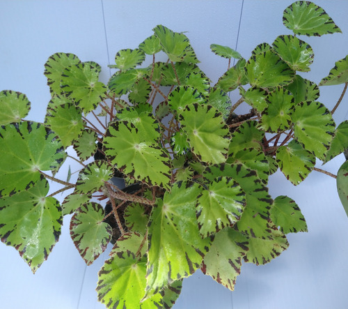 Muda De Begônia Beleaf Lima Love