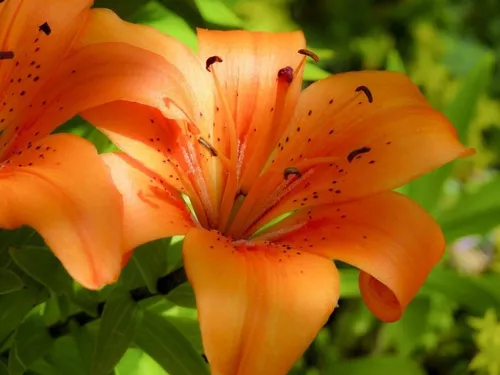 Lilium Doble/ Azucena / Bulbo De Flor