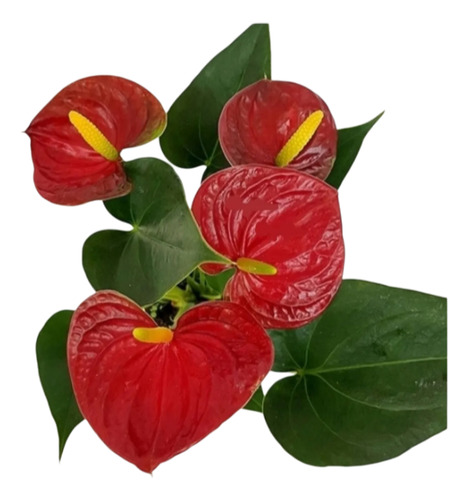 Mini Antúrio Vermelho Vermelho