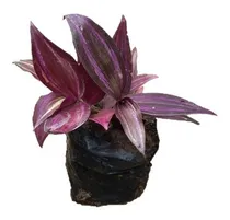 Comprar Planta Kit 3 Mudas Lambari Roxo Jardim Vertical Sem Juros