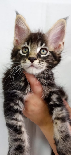 Filhote De Gato Gigante Maine Coon Macho Lindo (Usado)