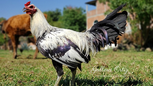 Gallo Clement Semental Gallera Ortiz