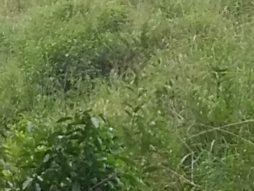 Fazenda - Fa00004 - 67650297