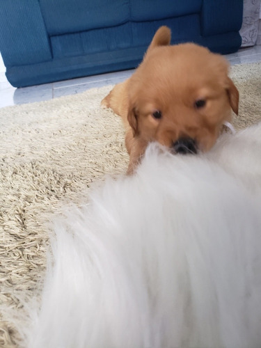 Imagem 5 de 5 de Vende-se Filhotinhos De Golden Retriven Femia E Macho