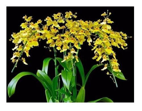 1 Muda Pingo De Ouro Oncidium Orquídea Amarela Pra Arvóres | MercadoLivre