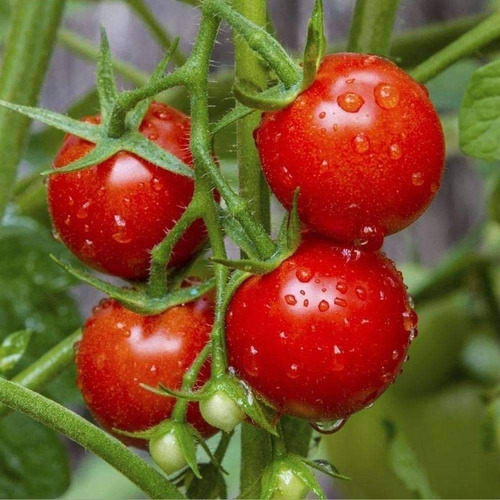 Sementes De Tomate (tomate Vermelho Cereja Yubi