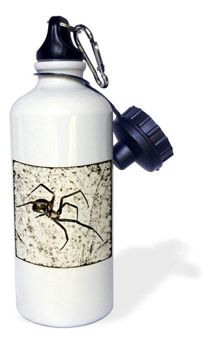 3drose Western Black Widow Spider (latrodectus Hesperus) - B