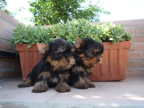 Yorkshire Terrier Mini 650 C/u