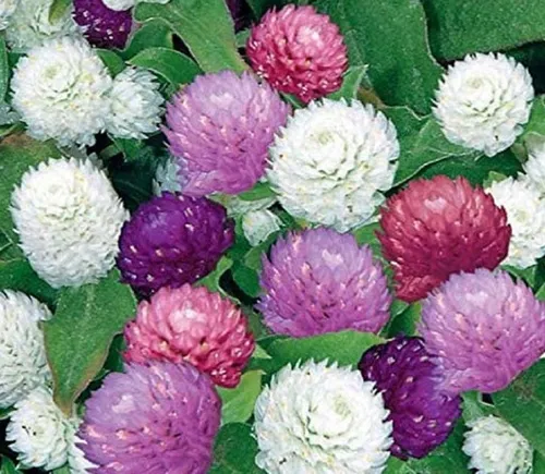 comprar Semillas De Gomphrena Perpetua Organicas Ideal Jardin Maceta