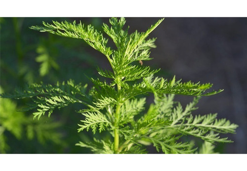 350 Semente Artemisia Annua Erva Mágica Medicinal P/ Mudas