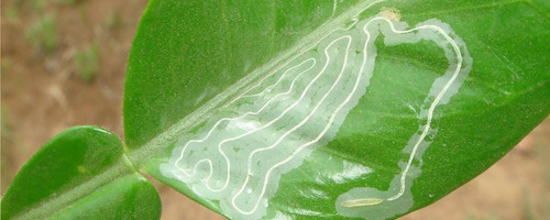 Insecticida Sistémico Translaminar Abamectina Ak-min 1 Lt