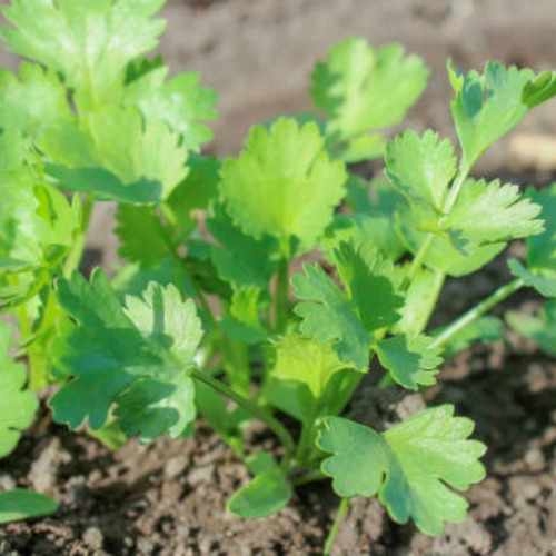 2x Sementes De Coentro Verdão Topseed