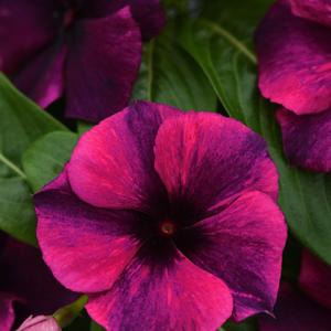60 Sementes De Vinca Madagascar Espécie Exótica