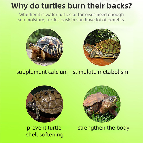 Rampa Tortuga Tortuga Basking Plataforma Rampa De Tortuga Re