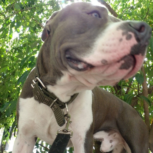 Imagen 2 de 4 de Servicio De Monta. American Pitt Bull Blue Nose