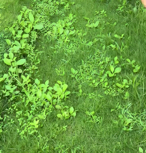 Controla Y Seca Malas Hierbas En Cesped Jardin 1litro