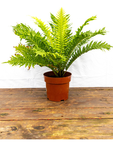 Helecho Arbol - Planta Robusta, Oferta Especial P17