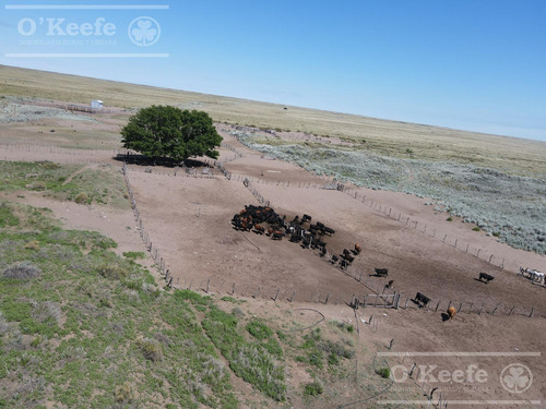 Campo En Venta De 28.000 Has En Gral Alvear, Mendoza. Armado De Cría/recría