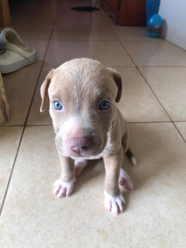 Se Vende Cachorras Pitbull