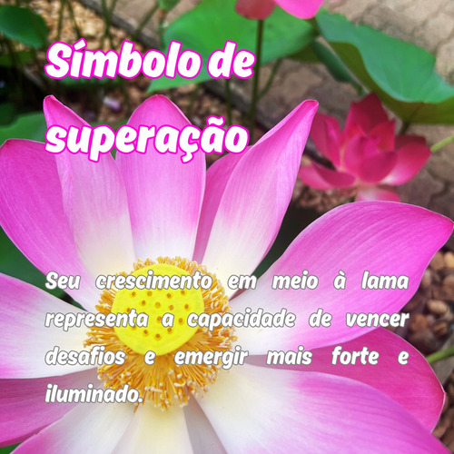 Flor De Lótus Semente De Flor De Lótus Rosa Nelumbo Nucifera