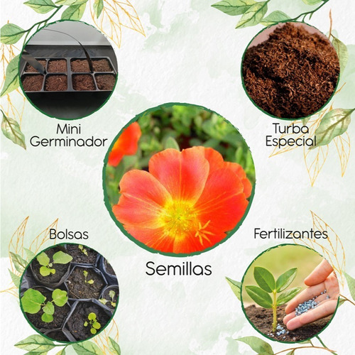 50 Semillas De Flor Verdolaga Con Kit De Germinación