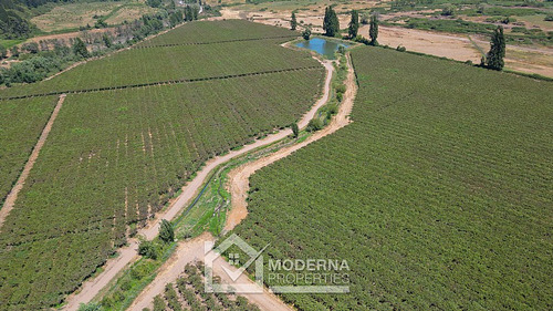 Predio 68.5 Ha En Cam La Montaña Con Parrones En Producción