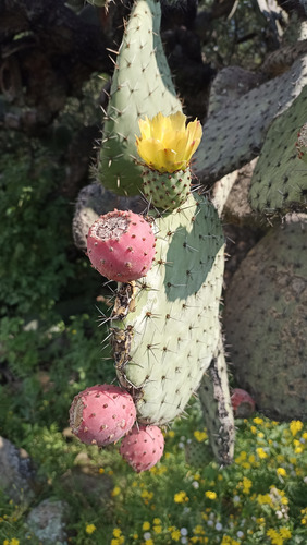 3 Pencas Nopal Tunero, Tuna Roja 3 Varidades Distintas, Lc