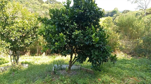 Imagem 13 de 15 de Sítio / Chácara Para Venda Em Quitandinha, Zona Rural, 2 Dormitórios, 2 Banheiros, 3 Vagas - 142_2-1425876